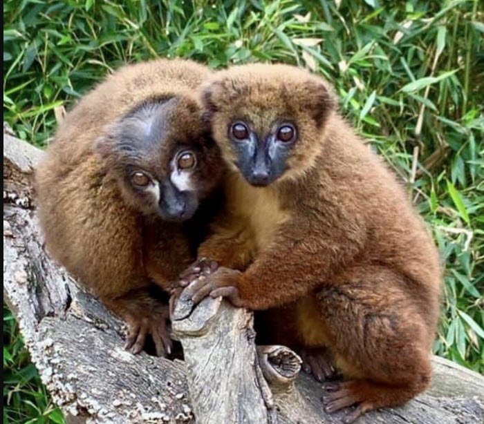 Tropical Zoo, France